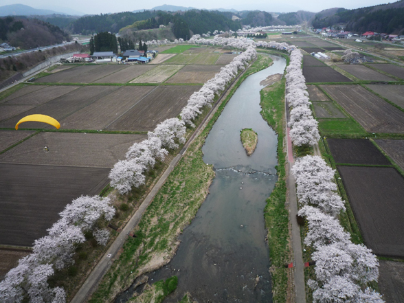 東北 夢の桜街道 復興への祈りを捧げる 桜の札所 八十八ヵ所巡り