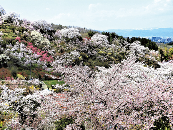 福島 県 桜の 名所