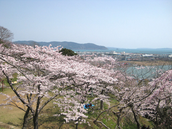 東北 夢の桜街道 復興への祈りを捧げる 桜の札所 八十八ヵ所巡り