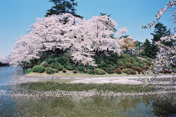 東北 夢の桜街道 復興への祈りを捧げる 桜の札所 八十八ヵ所巡り