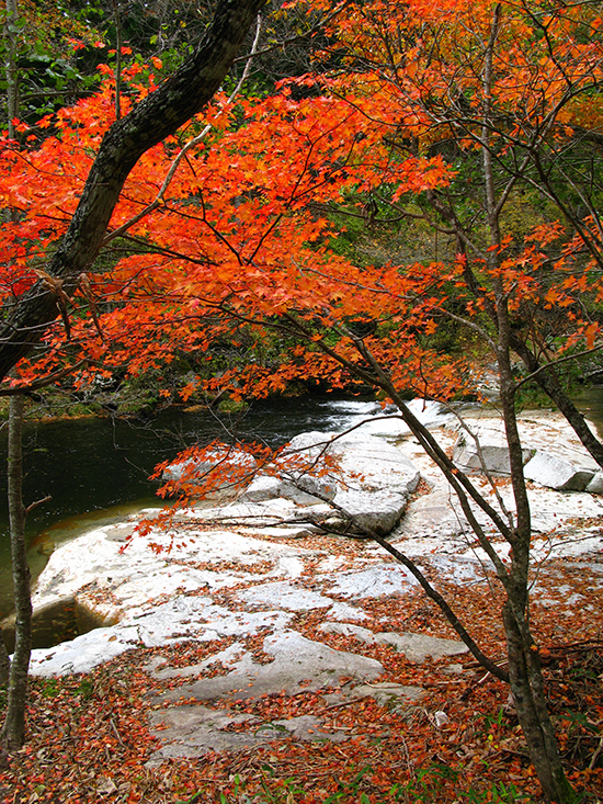 酒蔵周辺紅葉スポット