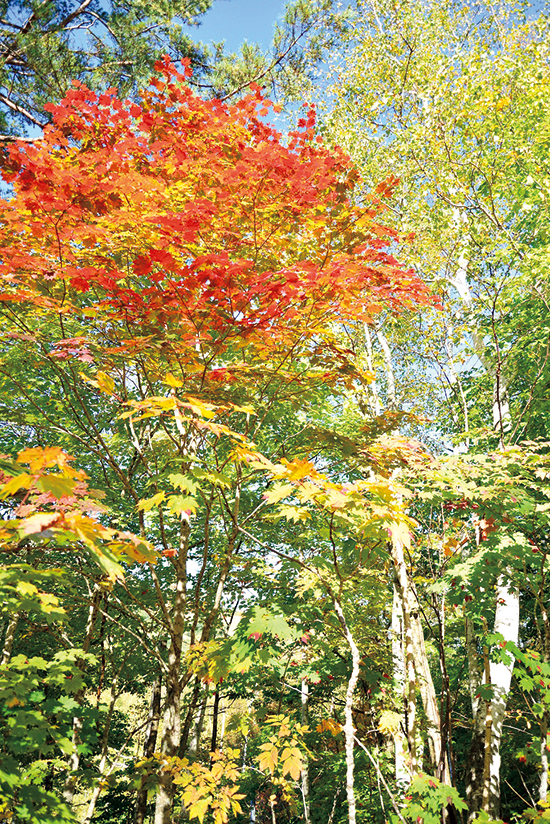 酒蔵周辺紅葉スポット