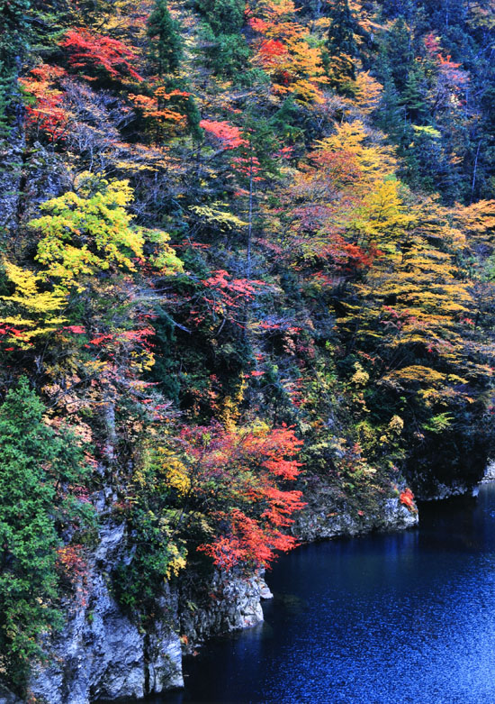 酒蔵周辺紅葉スポット