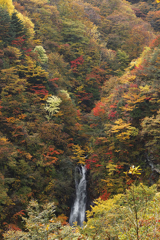 酒蔵周辺紅葉スポット